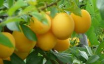 Слива для ленинградской области и северо-запада: лучшие желтые сорта, самоплодные, низкорослые